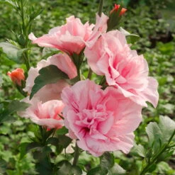 Duo-Gartenhibiskus 'Blue Chiffon®' Und 'Pink Chiffon®', Blau + Pink, 5 Lt. Topf -Günstiges Saat Zeit Geschäft 0410900545 Hibiscus Pink Chiffon1 74245