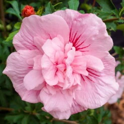 Duo-Gartenhibiskus 'Blue Chiffon®' Und 'Pink Chiffon®', Blau + Pink, 5 Lt. Topf -Günstiges Saat Zeit Geschäft 0410900545 Hibiscus Pink Chiffon 74246