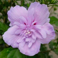 Duo-Gartenhibiskus 'Blue Chiffon®' Und 'Pink Chiffon®', Blau + Pink, 5 Lt. Topf -Günstiges Saat Zeit Geschäft 0410900619 Hibiscus Duo Blue Chiffon Pink Chiffon 6 113959