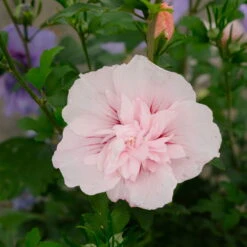Duo-Gartenhibiskus 'Blue Chiffon®' Und 'Pink Chiffon®', Blau + Pink, 5 Lt. Topf -Günstiges Saat Zeit Geschäft 0410900619 Hibiscus Duo Blue Chiffon Pink Chiffon 8 113960