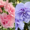 Duo-Gartenhibiskus 'Blue Chiffon®' Und 'Pink Chiffon®', Blau + Pink, 5 Lt. Topf -Günstiges Saat Zeit Geschäft 0410900619 Hibiscus Duo Blue Chiffon Pink Chiffon 119968