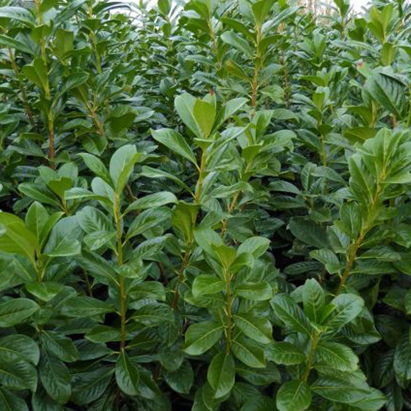 Kirschlorbeer 'Novita', 50er-Set, Höhe 60-80 Cm, Topf 4 Liter 3 Kirschlorbeer 'Novita', 50er-Set, Höhe 60-80 Cm, Topf 4 Liter