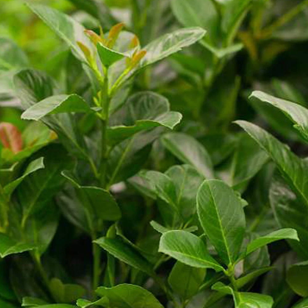 Kirschlorbeer 'Etna'®, 10er-Set, Höhe 80-100 Cm, Topf Je 12 Liter 3 Kirschlorbeer 'Etna'®, 10er-Set, Höhe 80-100 Cm, Topf Je 12 Liter