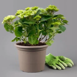 Kölle Gartenhortensie Ball Blau, 4/5 Liter Topf -Günstiges Saat Zeit Geschäft 0415100097 hydrangea mac ball blau 11 125072