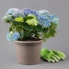 Kölle Gartenhortensie Ball Blau, 4/5 Liter Topf -Günstiges Saat Zeit Geschäft 0415100097 hydrangea mac ball blau 1 125070