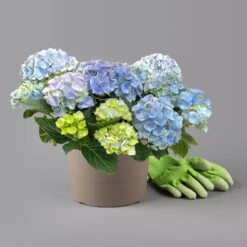 Kölle Gartenhortensie Ball Blau, 4/5 Liter Topf -Günstiges Saat Zeit Geschäft 0415100097 hydrangea mac ball blau 2 125071