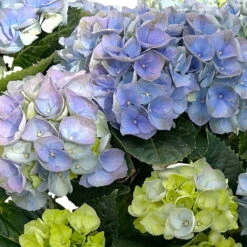Kölle Gartenhortensie Ball Blau, 4/5 Liter Topf -Günstiges Saat Zeit Geschäft 0415100097 hydrangea mac ball blau 4 125074