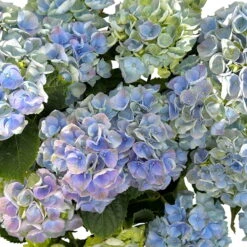 Kölle Gartenhortensie Ball Blau, 4/5 Liter Topf -Günstiges Saat Zeit Geschäft 0415100097 hydrangea mac ball blau 5 125073