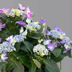 Kölle Tellerhortensie, Hydrangea Macropylla, Blau, Im 5 Lt. Topf -Günstiges Saat Zeit Geschäft 0415100669 hydrangea mac teller blau 2 125087
