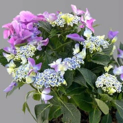 Kölle Tellerhortensie, Hydrangea Macropylla, Blau, Im 5 Lt. Topf -Günstiges Saat Zeit Geschäft 0415100669 hydrangea mac teller blau 7 125086
