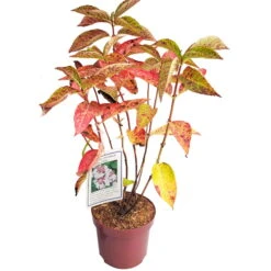 Tellerhortensie 'Lanarth White'®, Höhe 30-40 Cm, Topf 5 Liter, 3er-Set -Günstiges Saat Zeit Geschäft 0415100827 Hydrangea mac Lanarth White 1 119936