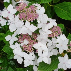 Tellerhortensie 'Lanarth White'®, Höhe 30-40 Cm, Topf 5 Liter, 3er-Set -Günstiges Saat Zeit Geschäft 0415100827 Hydrangea mac Lanarth White 2 117771