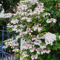 Tellerhortensie 'Lanarth White'®, Höhe 30-40 Cm, Topf 5 Liter, 3er-Set -Günstiges Saat Zeit Geschäft 0415100827 Hydrangea mac Lanarth White 3 117772