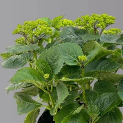 Öfterblühende Gartenhortensie Forever&Ever® Rot, 5 Liter Topf -Günstiges Saat Zeit Geschäft 0415200044 hydrangea forecver ever rot 3 125100