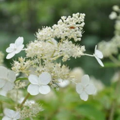 Kölle's Beste Rispen-Hortensie 'Kyushu' (Hydrangea Paniculuata 'Kyushu') Im 5 Lt. Topf -Günstiges Saat Zeit Geschäft 0415300076 KB Hydrangea pan Kyushu 1 83520