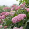 Rosa Schneeballhortensie 'Pink Annabelle'®, Rosa, Topf 5 Liter -Günstiges Saat Zeit Geschäft 0415300088 Hydrangea arb Pink Annabelle 3 93933