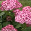Rosa Schneeballhortensie 'Pink Annabelle'®, Rosa, 3er-Set, Höhe 40-60, Topf 5 L 1 Rosa Schneeballhortensie 'Pink Annabelle'®, Rosa, 3er-Set, Höhe 40-60, Topf 5 L -Günstiges Saat Zeit Geschäft 0415300088 Hydrangea arb Pink Annabelle 4 93934 1