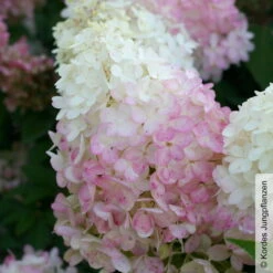 Günstiges Saat Zeit Geschäft -Günstiges Saat Zeit Geschäft 0415300330 Hydrangea pan Pinkachu 2 93927
