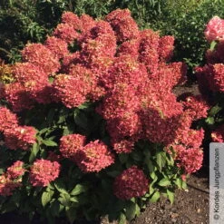 Rispenhortensie 'Pinkachu'®, Hydrangea Paniculata, Topf 5 Liter -Günstiges Saat Zeit Geschäft 0415300330 Hydrangea pan Pinkachu 3 93928