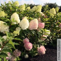 Rispenhortensie 'Pinkachu'®, Hydrangea Paniculata, Topf 5 Liter -Günstiges Saat Zeit Geschäft 0415300330 Hydrangea pan Pinkachu 4 93930