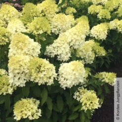 Rispenhortensie 'Pinkachu'®, Hydrangea Paniculata, Topf 5 Liter -Günstiges Saat Zeit Geschäft 0415300330 Hydrangea pan Pinkachu 5 93929