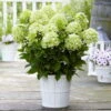 Rispenhortensie 'Whitelight'®, 3er-Set, Höhe 40-60 Cm, Topf 5 Liter 2 Rispenhortensie 'Whitelight'®, 3er-Set, Höhe 40-60 Cm, Topf 5 Liter -Günstiges Saat Zeit Geschäft 0415300396 Hydrangea pan Whitelight 3er Set 1 104917