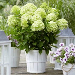 Rispenhortensie 'Whitelight'®, 3er-Set, Höhe 40-60 Cm, Topf 5 Liter -Günstiges Saat Zeit Geschäft 0415300396 Hydrangea pan Whitelight 3er Set 2 104919