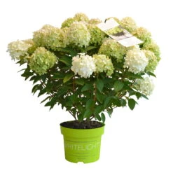 Rispenhortensie 'Whitelight'®, 3er-Set, Höhe 40-60 Cm, Topf 5 Liter -Günstiges Saat Zeit Geschäft 0415300396 Hydrangea pan Whitelight 3er Set 3 105053