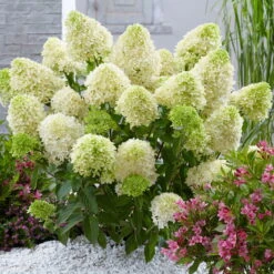 Günstiges Saat Zeit Geschäft -Günstiges Saat Zeit Geschäft 0415300403 Hydrangea pan Skyfall 3er Set 2 107672