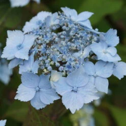 Ausgewählte Produkte -Günstiges Saat Zeit Geschäft 0415500167 Hydrangea serrata Blue Deckle Blue Bird 1 104397