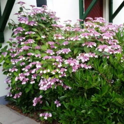 Japanische Berg-Hortensien 'Blue Deckle' & 'Blue Bird', 2er-Set, Topf 4 Liter -Günstiges Saat Zeit Geschäft 0415500167 Hydrangea serrata Blue Deckle Blue Bird 2 104398