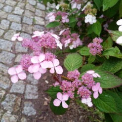 Japanische Berg-Hortensien 'Blue Deckle' & 'Blue Bird', 2er-Set, Topf 4 Liter -Günstiges Saat Zeit Geschäft 0415500167 Hydrangea serrata Blue Deckle Blue Bird 4 104400