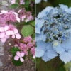 Japanische Berg-Hortensien 'Blue Deckle' & 'Blue Bird', 2er-Set, Topf 4 Liter -Günstiges Saat Zeit Geschäft 0415500167 Hydrangea serrata Blue Deckle Blue Bird 104396
