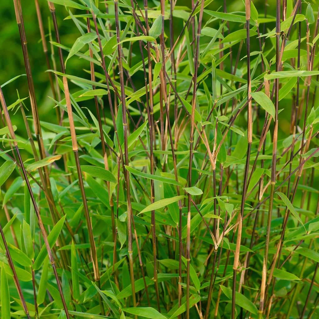 Bambus Fargesia Nitida 'Volcano', Höhe 80-100 Cm, Topf 10 Liter 3 Bambus Fargesia Nitida 'Volcano', Höhe 80-100 Cm, Topf 10 Liter