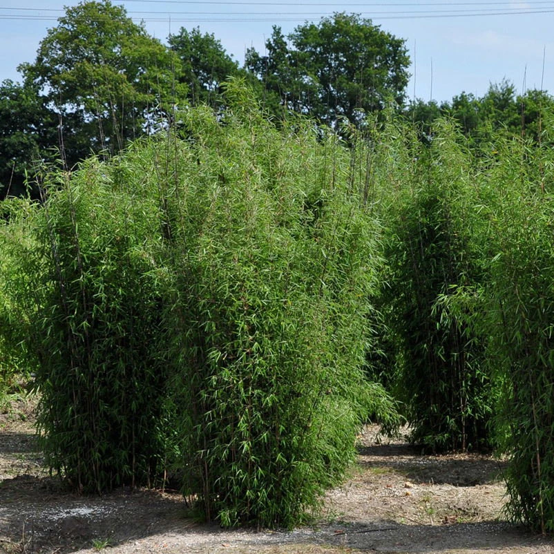 30er-Set Bambus-Hecken-Set Fargesia 'Jiuzhaigou 1', Höhe 80-100 Cm, Im 7,5 Liter Topf – Bild 3