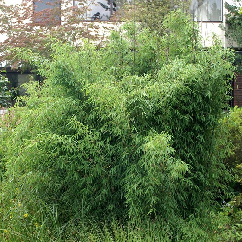 Mein Bambusgarten, 10er-Set, Immergrün, Höhe Ca. 80 Cm, Topf 7,5/10 Liter 9 Mein Bambusgarten, 10er-Set, Immergrün, Höhe Ca. 80 Cm, Topf 7,5/10 Liter – Bild 7
