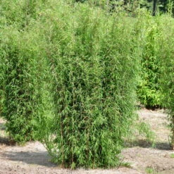 Mein Bambusgarten, 10er-Set, Immergrün, Höhe Ca. 80 Cm, Topf 7,5/10 Liter 25 Mein Bambusgarten, 10er-Set, Immergrün, Höhe Ca. 80 Cm, Topf 7,5/10 Liter -Günstiges Saat Zeit Geschäft 0425100161 Bambus Kollektion Jiuhaigou 80 100 7 5l Topf 48722 1