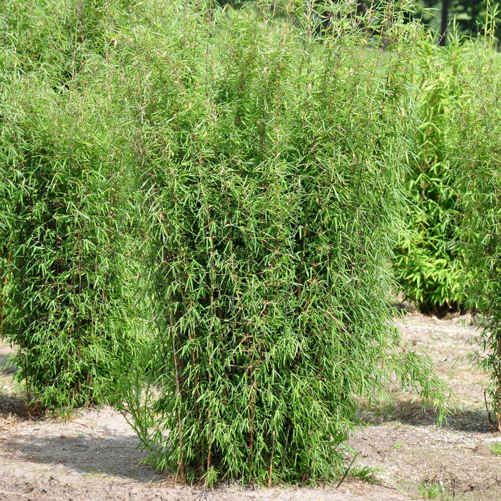 Mein Bambusgarten, 10er-Set, Immergrün, Höhe Ca. 80 Cm, Topf 7,5/10 Liter 7 Mein Bambusgarten, 10er-Set, Immergrün, Höhe Ca. 80 Cm, Topf 7,5/10 Liter – Bild 5