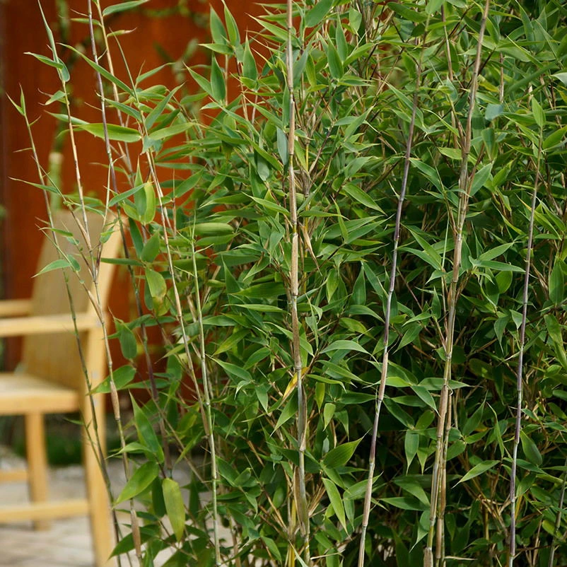 Mein Bambusgarten, 10er-Set, Immergrün, Höhe Ca. 80 Cm, Topf 7,5/10 Liter 11 Mein Bambusgarten, 10er-Set, Immergrün, Höhe Ca. 80 Cm, Topf 7,5/10 Liter – Bild 9