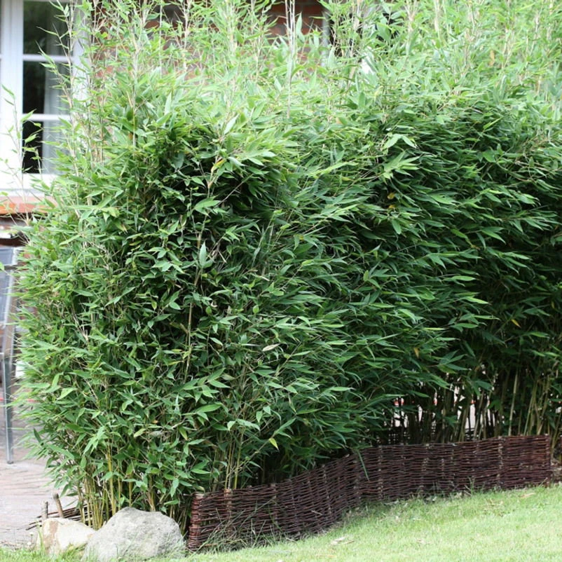 Mein Bambusgarten, 10er-Set, Immergrün, Höhe Ca. 80 Cm, Topf 7,5/10 Liter 12 Mein Bambusgarten, 10er-Set, Immergrün, Höhe Ca. 80 Cm, Topf 7,5/10 Liter – Bild 10