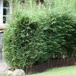 15er-Set Bambus-Hecken-Set Fargesia Spathacea "Blue Lizard"®, Höhe 80-100 Cm, Im 10 Liter Topf