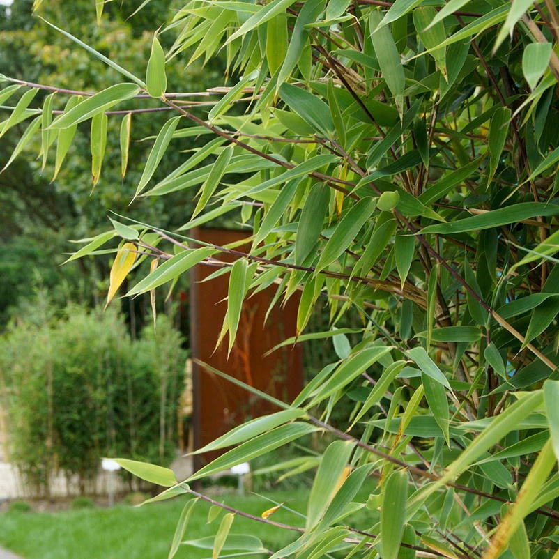 Mein Bambusgarten, 10er-Set, Immergrün, Höhe Ca. 80 Cm, Topf 7,5/10 Liter 10 Mein Bambusgarten, 10er-Set, Immergrün, Höhe Ca. 80 Cm, Topf 7,5/10 Liter – Bild 8