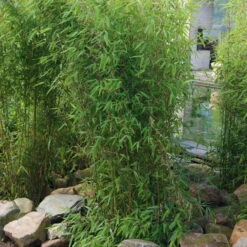 Aufrechter Gartenbambus 'Obelisk'(S), 10er-Set, Topf 10 Liter