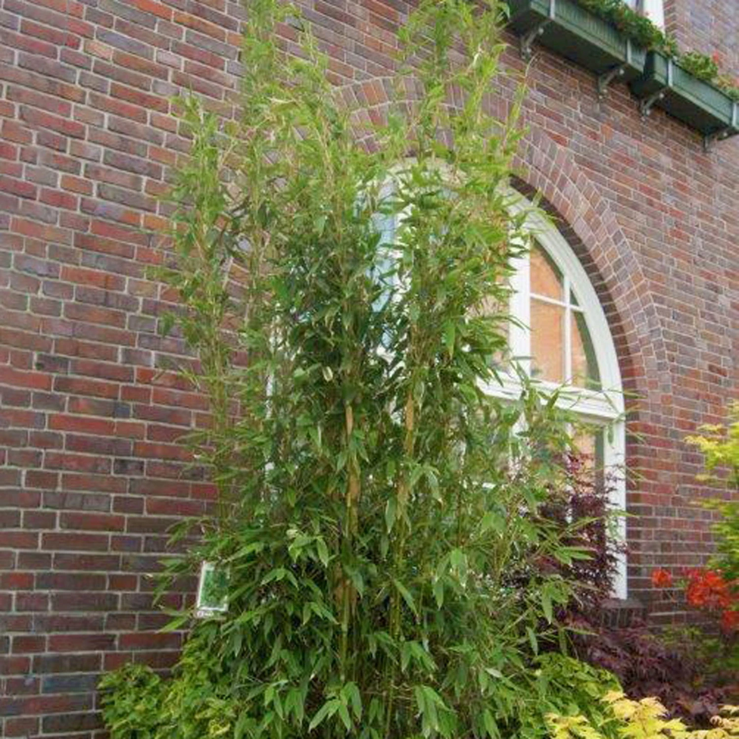 Mein Bambusgarten, 10er-Set, Immergrün, Höhe Ca. 80 Cm, Topf 7,5/10 Liter 14 Mein Bambusgarten, 10er-Set, Immergrün, Höhe Ca. 80 Cm, Topf 7,5/10 Liter – Bild 12