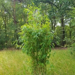 Elfenbein-Bambus 'Ivory Ibis'® (Japo 55' EU-S), 20er-Set, Höhe 80-100 Cm -Günstiges Saat Zeit Geschäft 0425100383 0425100384 Fargesia Ivory Ibis 080100 WEB 2 94511