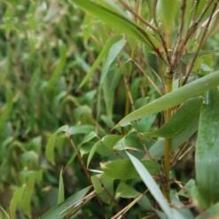 Mein Bambusgarten, 10er-Set, Immergrün, Höhe Ca. 80 Cm, Topf 7,5/10 Liter 37 Mein Bambusgarten, 10er-Set, Immergrün, Höhe Ca. 80 Cm, Topf 7,5/10 Liter -Günstiges Saat Zeit Geschäft 0425100383 0425100384 Fargesia Ivory Ibis 080100 WEB 4 94514 1