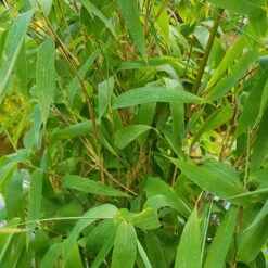 Elfenbein-Bambus 'Ivory Ibis'® (Japo 55' EU-S), 10er-Set, Höhe 80-100 Cm -Günstiges Saat Zeit Geschäft 0425100383 0425100384 Fargesia Ivory Ibis 080100 WEB 6 94512 2