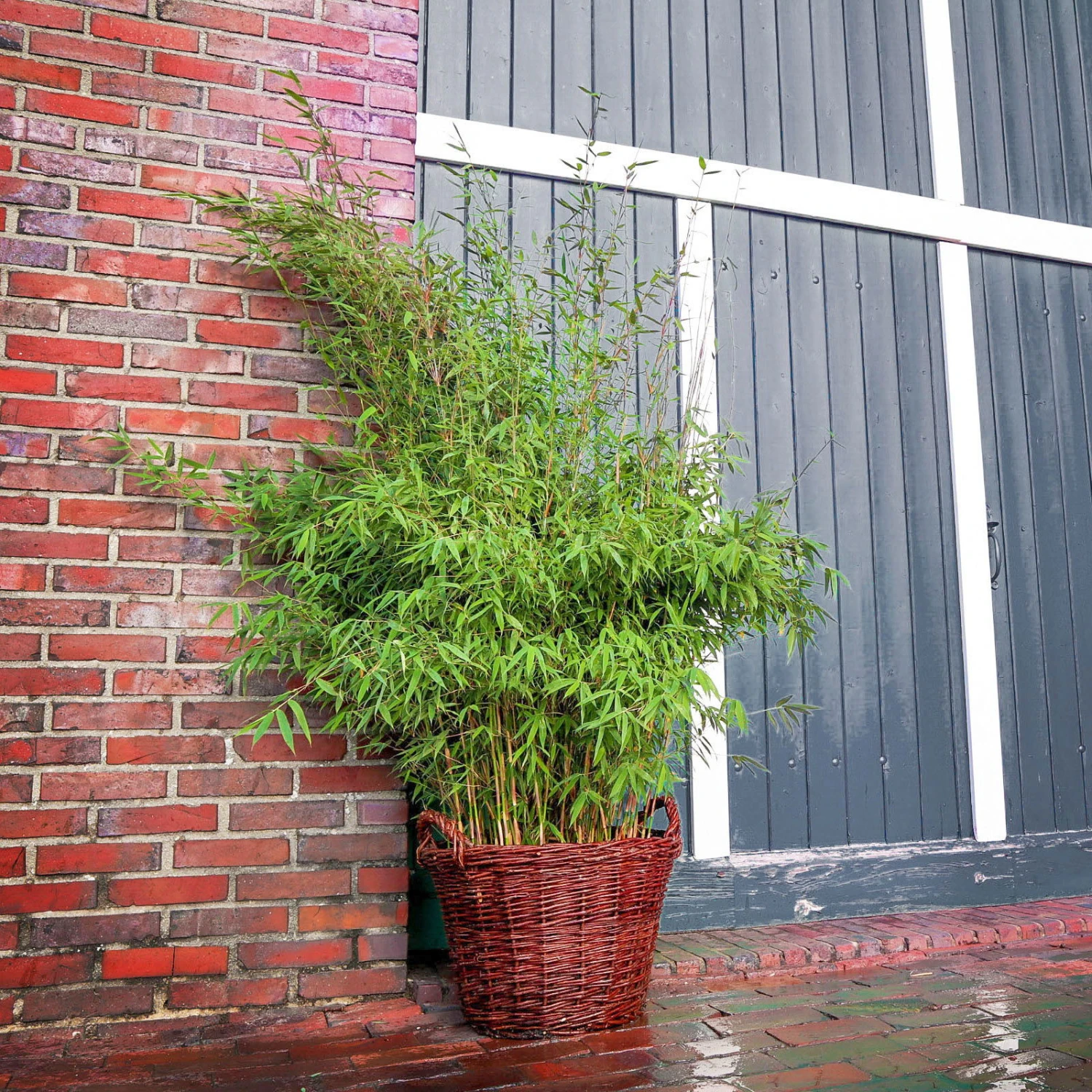 Bambus 'Malachite Monkeys'® EU-S, Höhe Ca. 80-100 Cm, Topf 10 Liter 3 Bambus 'Malachite Monkeys'® EU-S, Höhe Ca. 80-100 Cm, Topf 10 Liter