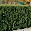 Heckeneibe Taxus Baccata 'Westerstede', 100er-Set, Höhe 30/40 Cm, Topf 3 Liter -Günstiges Saat Zeit Geschäft 0430106932 35 0430350345 347 Taxus bacc Westerstede NEU 66692