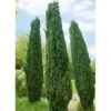 2er Set Grüne-Säuleneibe, Taxus Baccata "Fastigiata Robusta", Höhe 60-70 Cm -Günstiges Saat Zeit Geschäft 0430106951 0430106952 0430106953 0430106954 0430106955 Taxus bacc Fastigiata Robusta1 62986